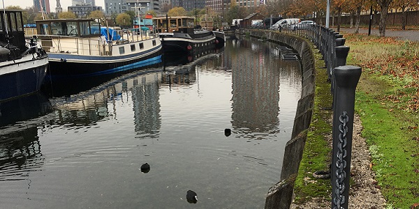 17_Ducks in Poplar Marina 251121 feat.JPG